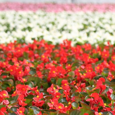 【R8.5月下旬発送】ガーデニング用花苗 ベゴニア 12ポット(入金期限:2026.5.20)