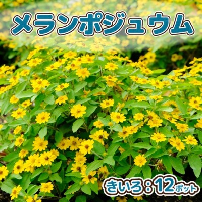 【5月下旬発送】ガーデニング用花苗 メランポジュウム 12ポット(入金期限:2025.5.20)