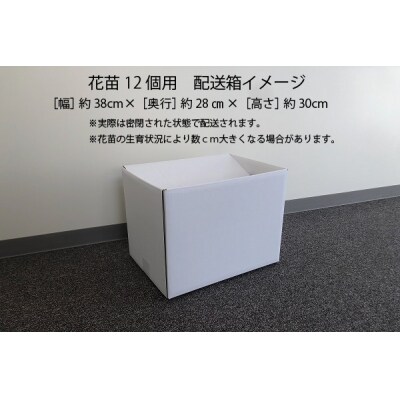 【5月下旬発送】ガーデニング用花苗 メランポジュウム 12ポット(入金期限:2025.5.20)