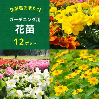 【5月下旬発送】ガーデニング用花苗 生産者おまかせ 12ポット(入金期限:2025.5.20)