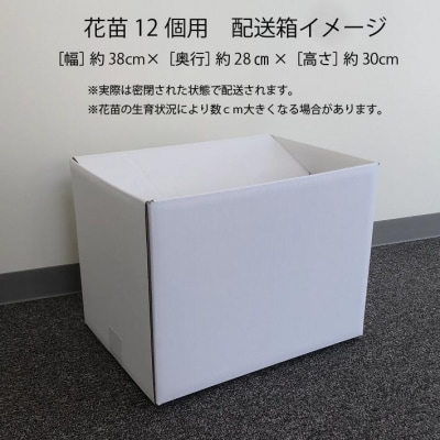 【5月下旬発送】ガーデニング用花苗 生産者おまかせ 12ポット(入金期限:2026.5.20)