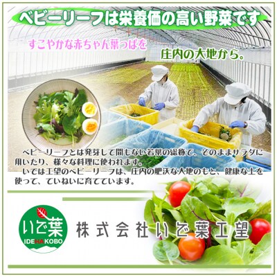 庄内産ベビーリーフミックス　40g×8袋