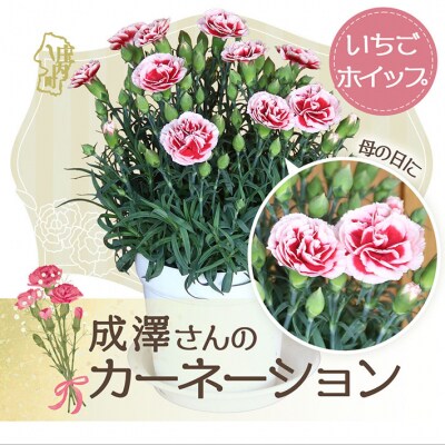 【R8.5月初旬より順次発送】成澤さんのカーネーションいちごホイップ(入金期限:2026.4.30)