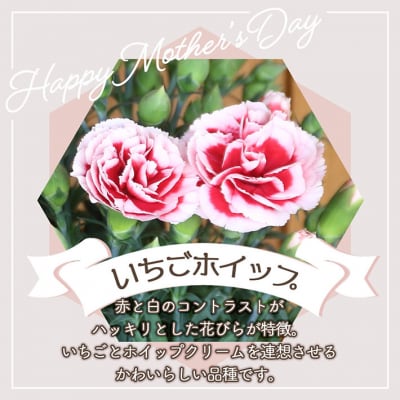 【5月初旬より順次発送】成澤さんのカーネーション いちごホイップ(入金期限:2026.4.30)