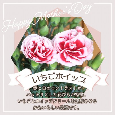 【R8.5月初旬より順次発送】成澤さんのカーネーションいちごホイップ(入金期限:2026.4.30)