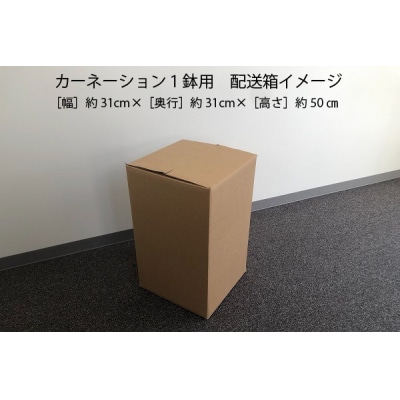 【5月初旬より順次発送】成澤さんのカーネーション いちごホイップ(入金期限:2025.4.30) 