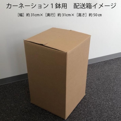 【5月初旬より順次発送】成澤さんのカーネーション いちごホイップ(入金期限:2026.4.30)