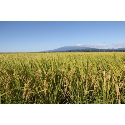 山形のブランド米!食べ比べ6kgセット 無洗米 2kg×3袋 令和6年産 2024年産