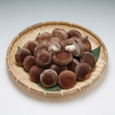 【R8.12月より順次発送】石垣農園の肉厚 生しいたけ 1kg 【入金期限:2027.1.31】