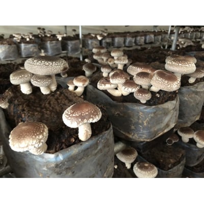 【12月より順次発送】石垣農園の肉厚 生しいたけ 1kg(入金期限:2026.1.31)