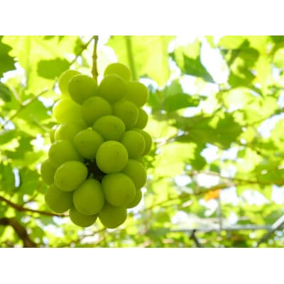 【R8.10月より発送開始】食の都庄内 シャインマスカット 2房(入金期限:2026.9.20)