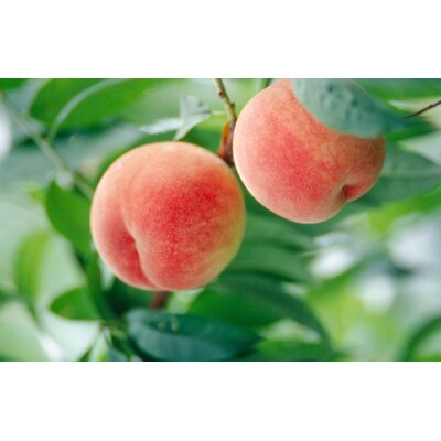 【R8.9月より発送開始】食の都庄内 桃  5～9玉
