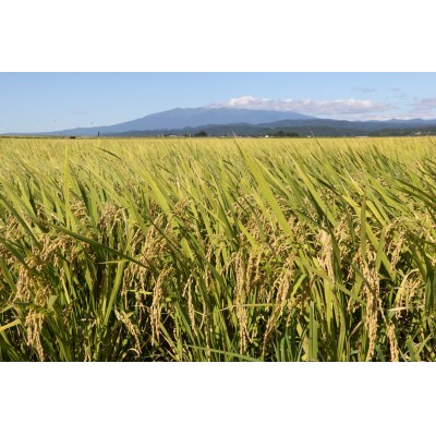 山形県庄内産 つや姫・はえぬき セット 令和7年産 2025年産 食べ比べ