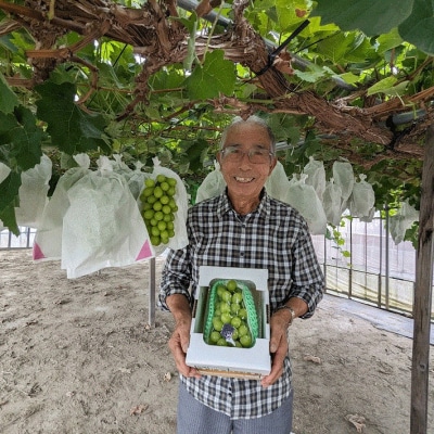 【R8.10月より発送】庄内町産 シャインマスカット 700g×1房(入金期限:2026.9.20)