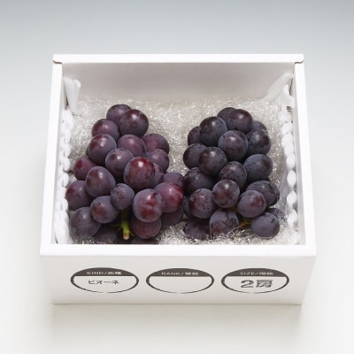 【10月より発送】食の都庄内 ピオーネ ぶどう 約600g×2房(入金期限:2025.9.20)