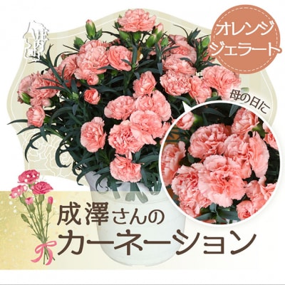 【5月初旬より発送】成澤さんのカーネーション オレンジジェラート(入金期限:2025.4.30)