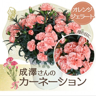 【5月初旬より順次発送】成澤さんのカーネーション オレンジジェラート(入金期限:2026.4.30)