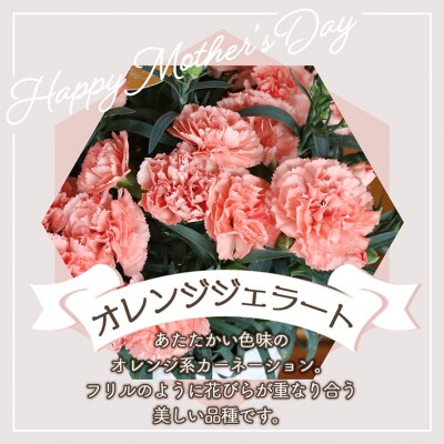 【R8.5月初旬発送】成澤さんのカーネーション オレンジジェラート(入金期限:2026.4.30)