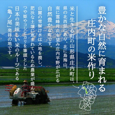 ＜5月中旬発送＞庄内米6か月定期便!はえぬき 5kg(入金期限:2025.4.25)