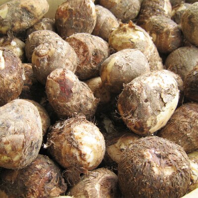 【R8.11月中旬より順次発送】庄内産 土付き里芋 5kg(入金期限:2026.12.10)