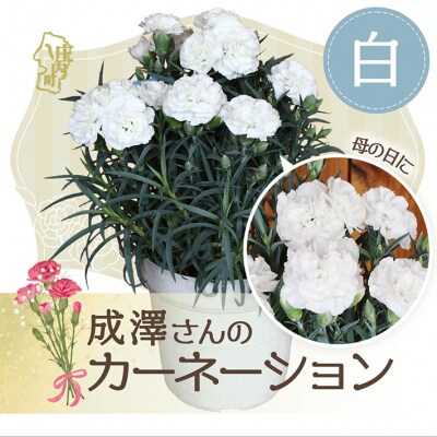 【R8.5月初旬より順次発送】成澤さんのカーネーション 白(入金期限:2026.4.30)お供え