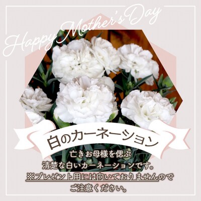 【R8.5月初旬より順次発送】成澤さんのカーネーション 白(入金期限:2026.4.30)お供え
