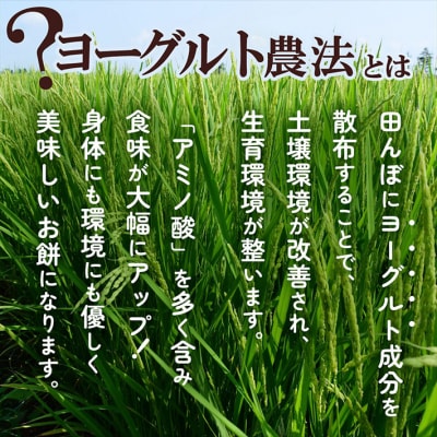 【10月発送】梅木もち屋 庄内産『でわのもち』を使用した杵つき餅 380g×5袋 個包装 丸もち