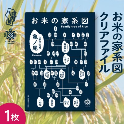 山形庄内かめこめプロジェクト お米の家系図 クリアファイル A4 1枚 オリジナル グッズ 文房具