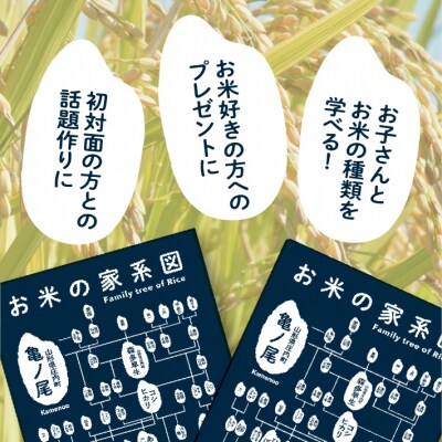 山形庄内かめこめプロジェクト お米の家系図 クリアファイル A4 1枚 オリジナル グッズ 文房具