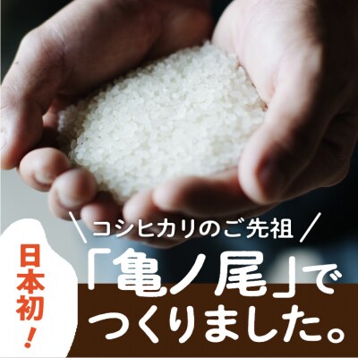 山形庄内かめこめプロジェクト 亀の尾せんべい 80g×12袋 つぶつぶ食感 煎餅 米菓 おやつ