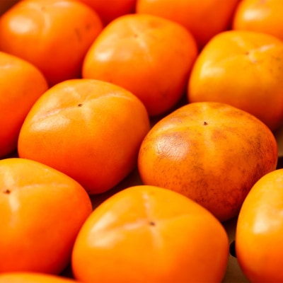 【R8.10月下旬より順次発送】庄内柿 家庭用【訳あり 少々傷あり】 M～Lサイズ 7.5kg