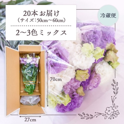 【R8.9月下旬発送】庄内町フラワーラボ トルコギキョウ 生産者おまかせ 20本