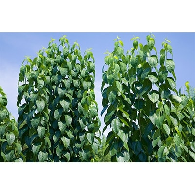 【愛川ブランド】  杜仲茶セット