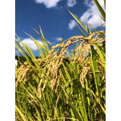 令和4年産「牛さんのお米」はるみギフトセット 5.25kg(750g×7袋)