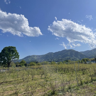 冷凍ブルーベリー 1kg