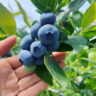 ブルーベリー 1kg