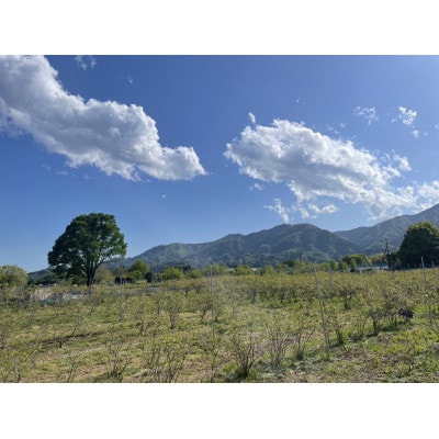 ブルーベリー 1kg