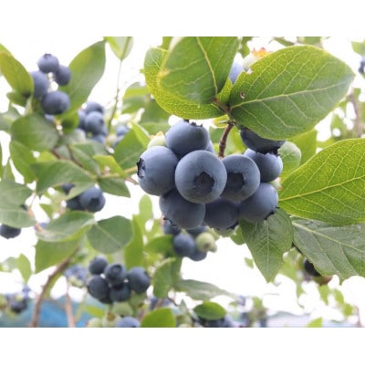 ごきげんブルーベリーファームの食べ放題チケット(中学生以上2枚)