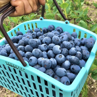 ごきげんブルーベリーファームの食べ放題チケット(中学生以上2枚)