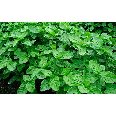 藍のお茶 乾燥葉 30g