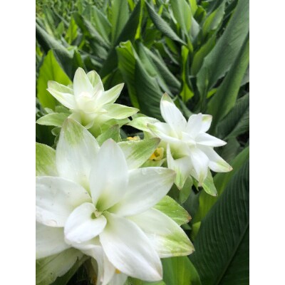 はちみつ2個とウコン3袋のセット