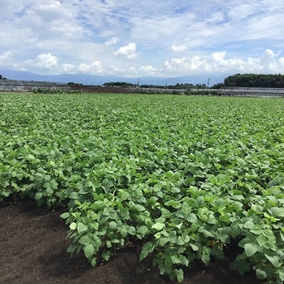 赤大豆きな粉丸ぼうろ 8枚入×4袋セット