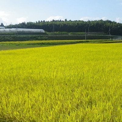 熊本県合志産いちじょう米(品種にこまる)5kg