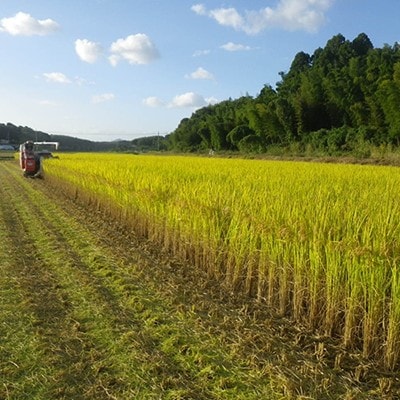 熊本県合志産いちじょう米(品種にこまる)5kg