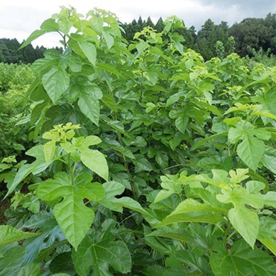峯樹木園　桑の葉茶粉末　100g×2個セット
