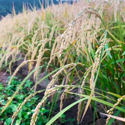 わぶ城湧水農園の精米5kg