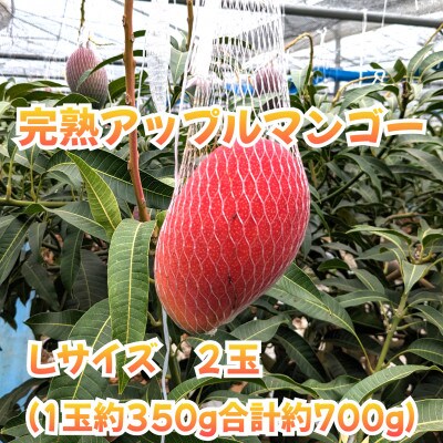 訳あり　完熟アップルマンゴー　Lサイズ2玉(合志市)