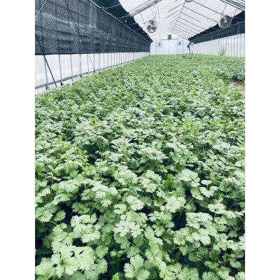 合志市産パクチー　300g×1袋