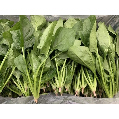 合志市産ほうれん草　500g×1袋