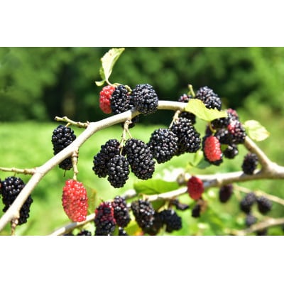 マルベリークラフトビール　330ml×3